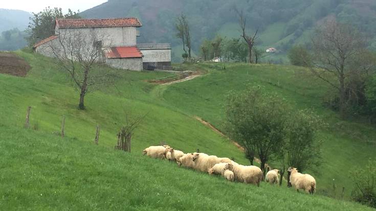 Ahuntz eta ardi bakoitzeko 3 euroko laguntza berezia emanen du Nafarroako Gobernuak
