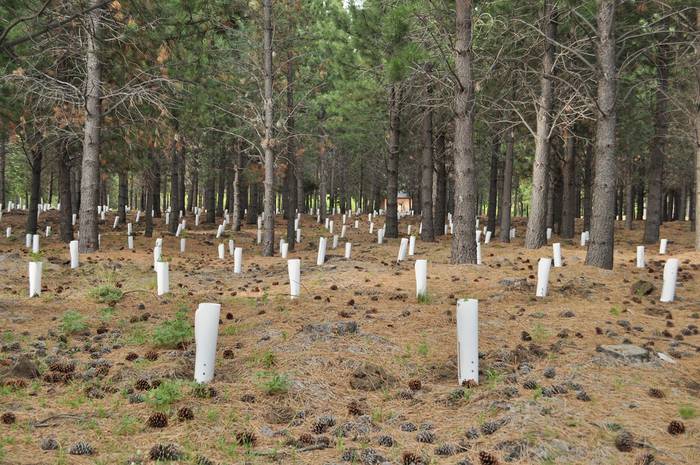 Baso erronkak Bidasoan jardunaldia antolatu du Foresna-Zurgaiak ekainaren 16an Lesakan