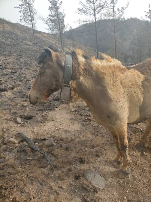 Abereentzako janaria biltzeko deialdia zabaldu du Berako Udalak