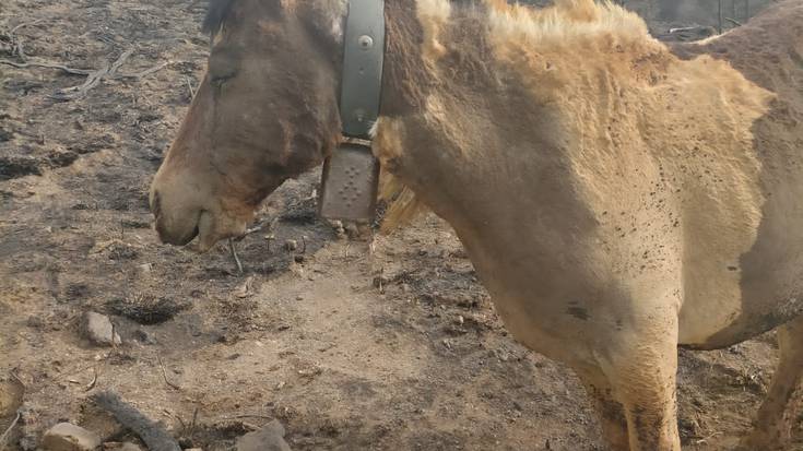 Sutearen arrastoak: hainbertze abere kiskalita hil da edota erredura larriekin noragabe dabil mendian
