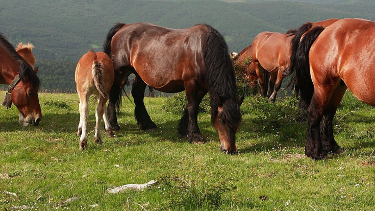 Maila haundiko buruak Urdazubin egindako Burgete arrazako abere lehiaketan