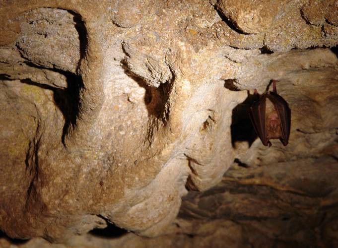 Saguxarren gaua ospatuko dute Sarako lezeetan uztailaren 27an