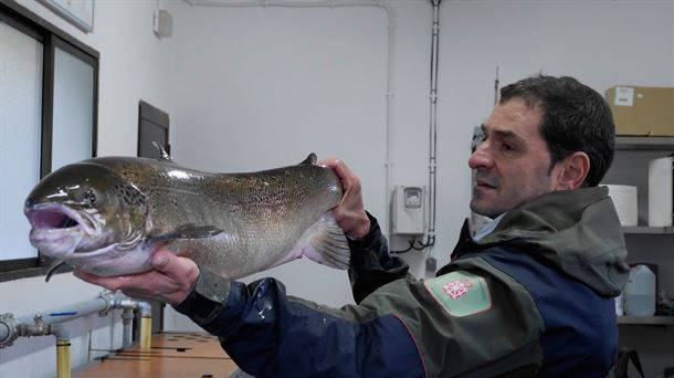 9 kilo eta metroko luzera duen izokin eme bat aurkitu dute Alkaiagan