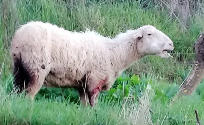 Zakurren jabeei arduraz jokatzeko eskaera egin die Leitzako Udalak