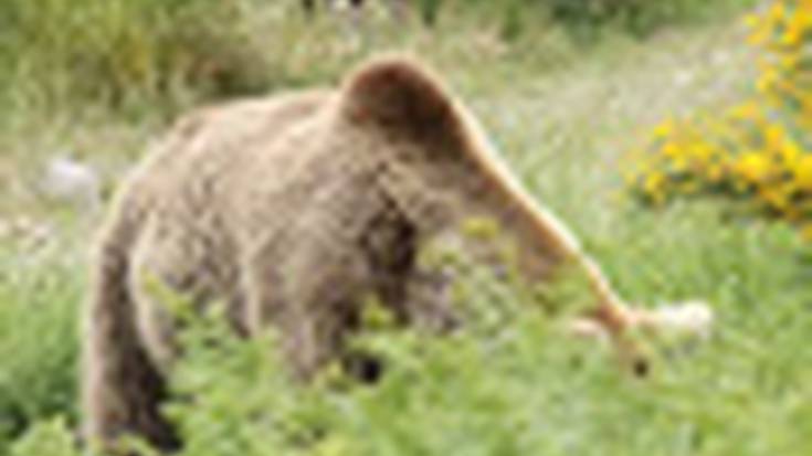Fauna Natura: Azeri gerezijaleak