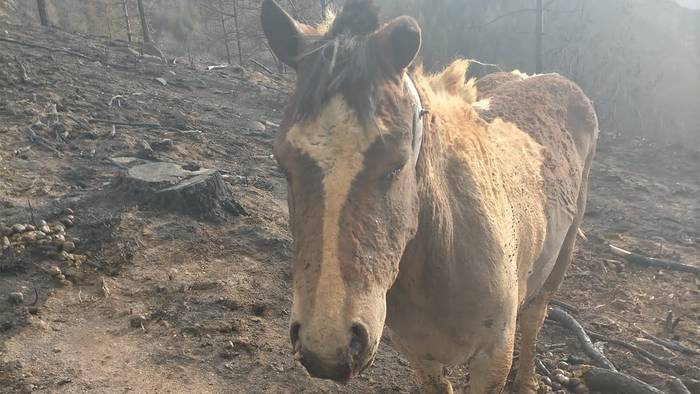 Aziendentzat jatekoa eta botikak biltzen hasi da Berako Udala