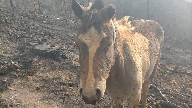 Aziendentzat jatekoa eta botikak biltzen hasi da Berako Udala