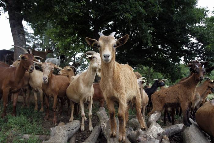 Lizartzu inguruko ahuntzak basatu diren animaliak direla dio Baztango Udalak