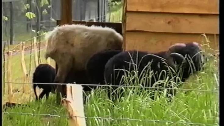 Sarako Etxola zooa 1999an ireki zutenean