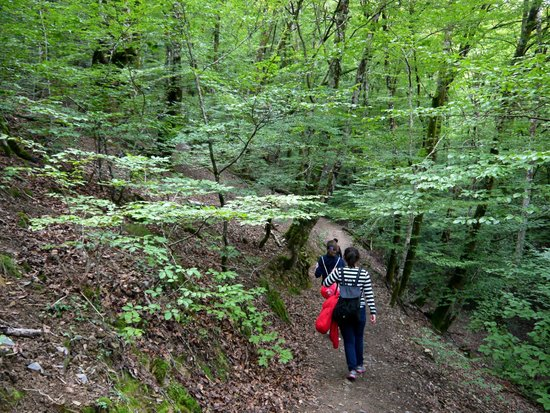 Bertizko Natur Parkeak oihana zentzumenen bidez ezagutzera animatu du aste honetan
