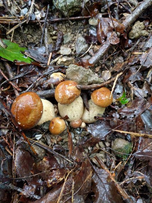 Onddoak euripean (Etxalar)