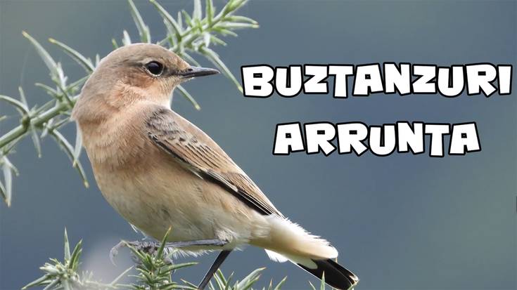 Buztanzuri arruntaren irudiak grabatu ditu Jose Ramon Amorosek Arantzan