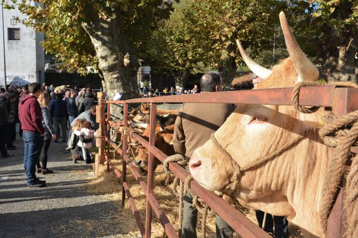 Doneztebeko feriak ospatuko dituzte azaroaren 16an