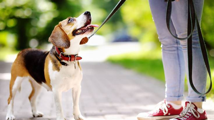 Txakurrak eta bertze etxeko animaliak edukitzea arautzen duen ordenantza onartu du Lesakako Udalak