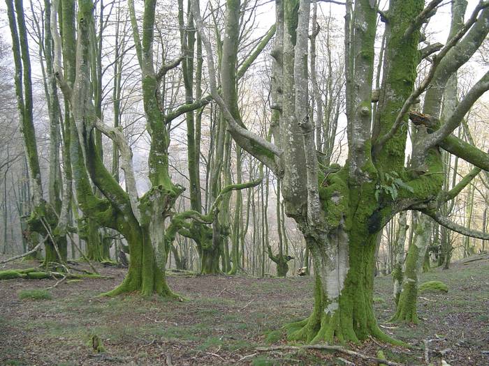Bertiz Natur Parkeko argazki lehiaketa abian da